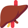 liver
